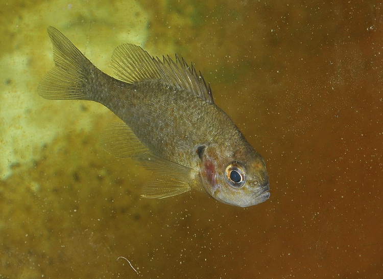 Persico sole  - Lepomis gibbosus